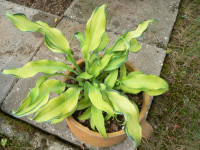 /album/fotogalerie-nabidka/hosta-ripple-effect-jpg/